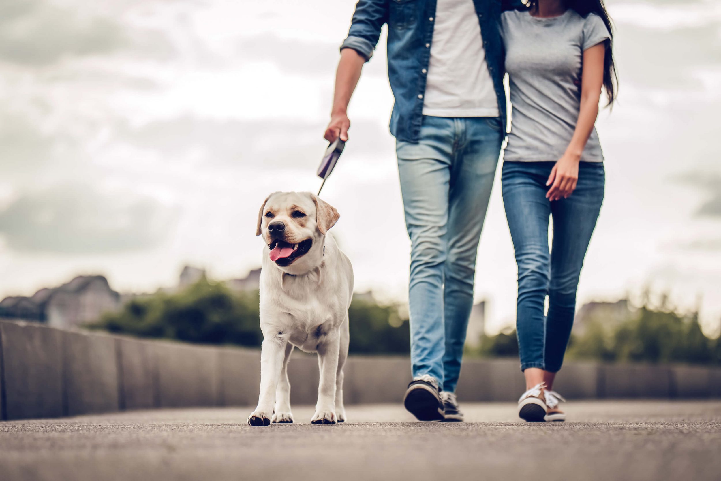 Dog Walking Holiday Breaks Cornwall & Devon Clawford Lakes